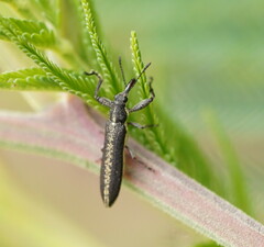Rhinotia