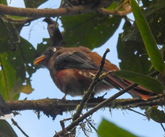 Trogon personatus