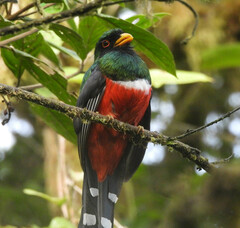 Trogon personatus