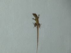 Anolis
