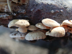 Panellus stipticus