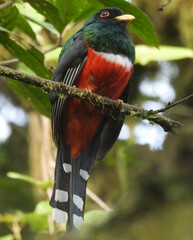 Trogon personatus