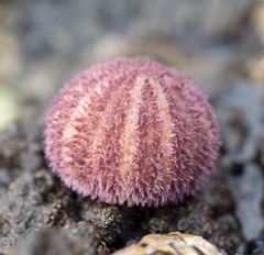 Amblypneustes elevatus