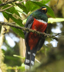 Trogon personatus