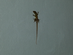 Anolis