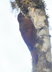 Lepidocolaptes lacrymiger