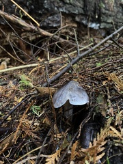 Tricholoma virgatum