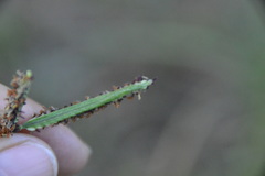 Paspalum denticulatum