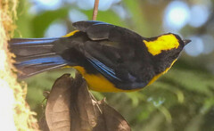 Anisognathus somptuosus