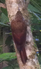 Lepidocolaptes lacrymiger