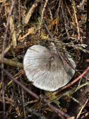 Tricholoma virgatum