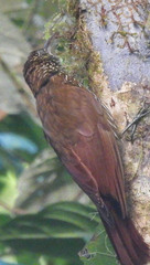 Lepidocolaptes lacrymiger