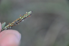 Paspalum denticulatum
