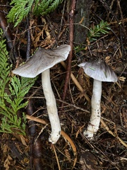 Tricholoma virgatum