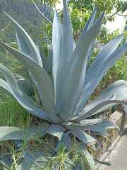 Agave cordillerensis