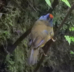 Myiothlypis coronata