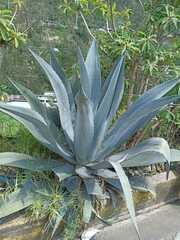 Agave cordillerensis