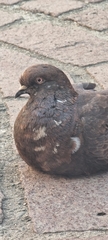 Columba livia
