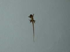 Anolis