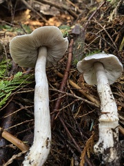 Tricholoma virgatum
