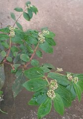 Euphorbia hirta image