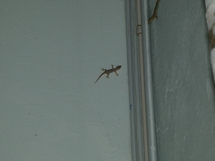 Aristelliger praesignis