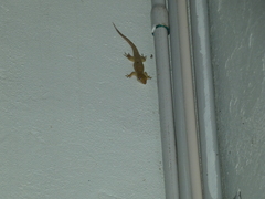 Aristelliger praesignis