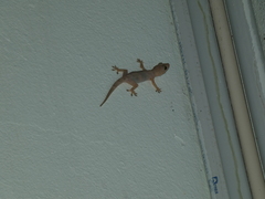 Aristelliger praesignis