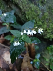Codonacanthus pauciflorus