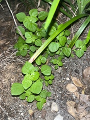 Parietaria floridana