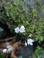 Codonacanthus pauciflorus