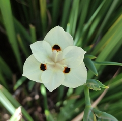 Dietes bicolor