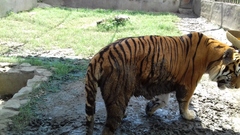 Panthera tigris