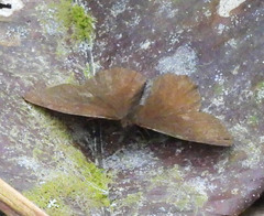 Panyapedaliodes drymaea