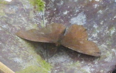 Panyapedaliodes drymaea