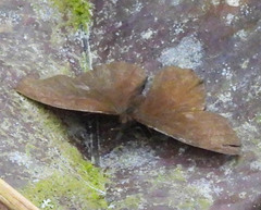 Panyapedaliodes drymaea