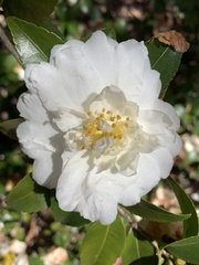 Camellia sasanqua