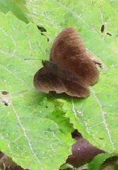 Panyapedaliodes drymaea