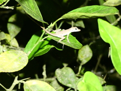 Anolis