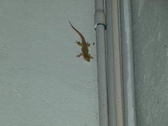 Aristelliger praesignis