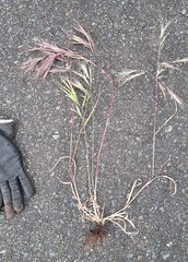 Bromus