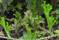 Euryops chrysanthemoides