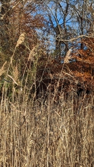Phragmites australis