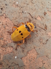 Chauliognathus flavipes