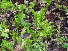 Euryops chrysanthemoides