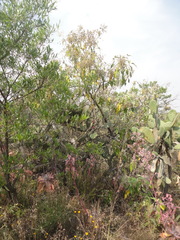 Haemorhous mexicanus