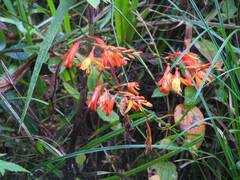 Crocosmia