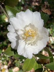 Camellia sasanqua