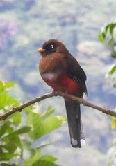 Trogon personatus