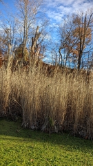 Phragmites australis